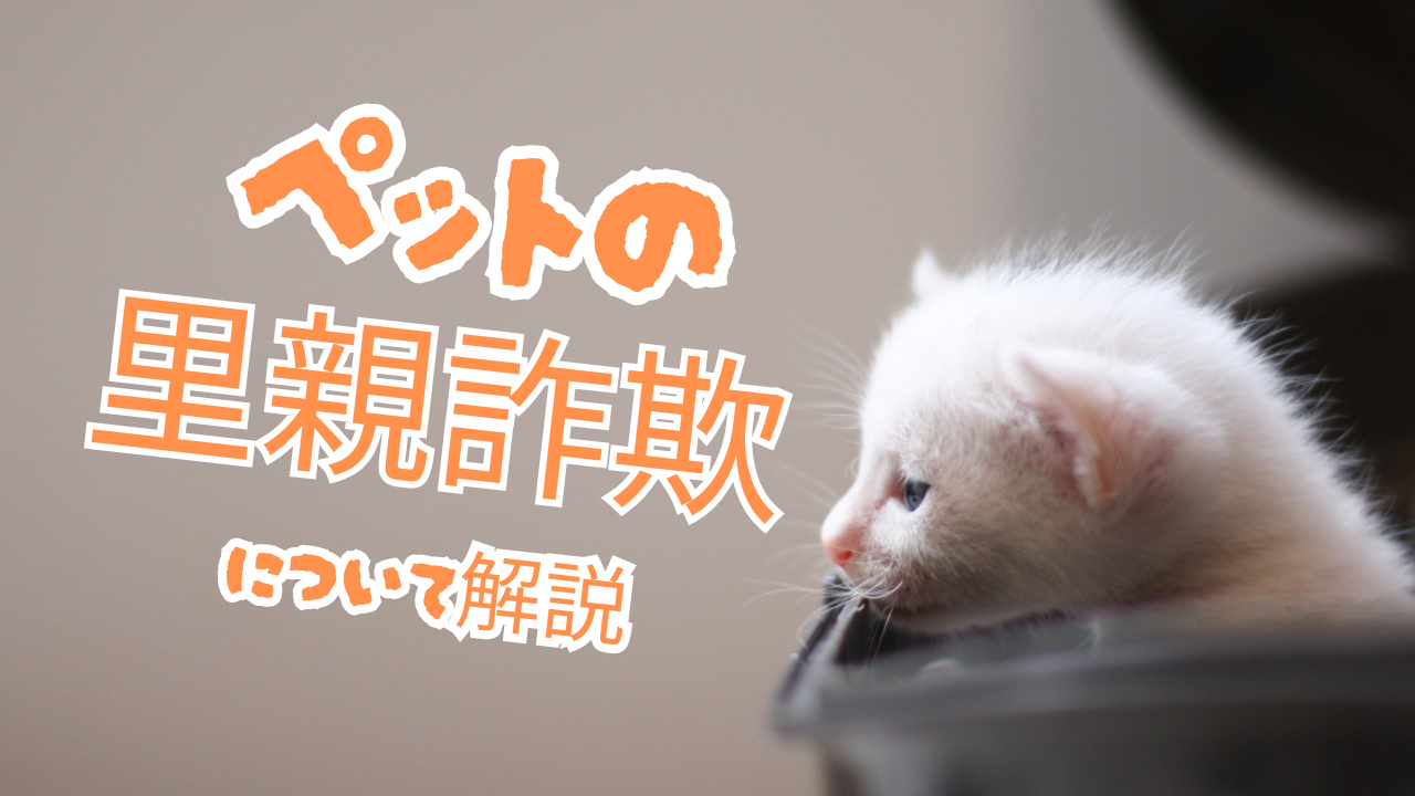 優しそうな人”が詐欺師だった？急増する“ペット里親詐欺”の実態と法的対処法 | 東京・足立区・北千住で弁護士をお探しなら法律事務所リベロへご相談ください